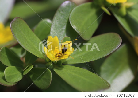 A small ant covered with yellow pollen that came to the purslane flower that blooms in midsummer 80712308