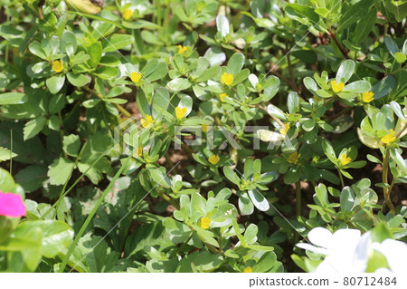 Midsummer weeds, small yellow purslane flowers Midsummer weeds, small yellow purslane flowers 80712484