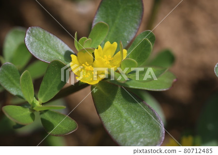 Midsummer weeds, small yellow purslane flowers Midsummer weeds, small yellow purslane flowers 80712485