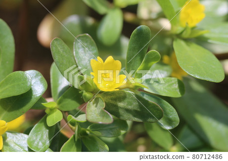 Midsummer weeds, small yellow purslane flowers Midsummer weeds, small yellow purslane flowers 80712486