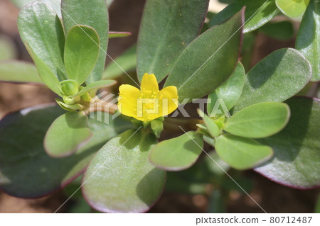 Midsummer weeds, small yellow purslane flowers Midsummer weeds, small yellow purslane flowers 80712487