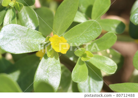 Midsummer weeds, small yellow purslane flowers Midsummer weeds, small yellow purslane flowers 80712488