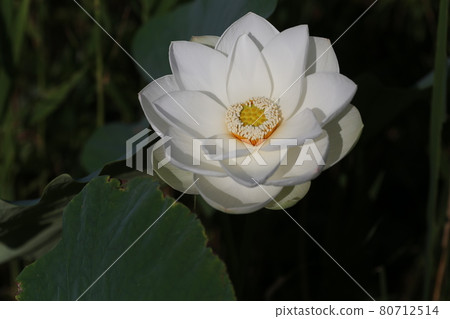Hass flower blooming on summer morning Hass flower blooming on summer morning 80712514