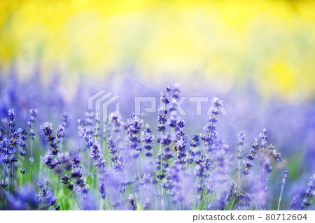 Lavender and summer sunshine 80712604