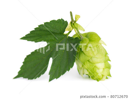 Fresh green hops branch, isolated on a white background. Hop cones with leaf. Organic hop flowers. Close up. Fresh green hops branch, isolated on a white background. Hop cones with leaf. Organic hop flowers. Close up. 80712670