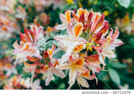 Shrubs in bloom of Orange Japanese Rhododendron Shrubs in bloom of Orange Japanese Rhododendron 80712676