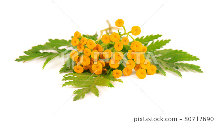 Tansy or Tanacetum vulgare flowers, isolated on white background. Medicinal herbal plant. Tansy or Tanacetum vulgare flowers, isolated on white background. Medicinal herbal plant. 80712690