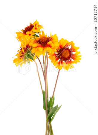 Gaillardia flowers isolated on white background. Beautiful summer flowers. Gaillardia flowers isolated on white background. Beautiful summer flowers. 80712714