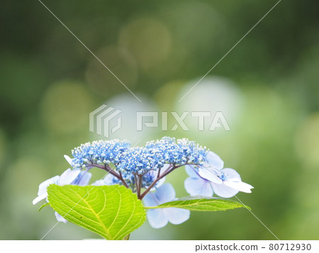 hydrangea hydrangea 80712930
