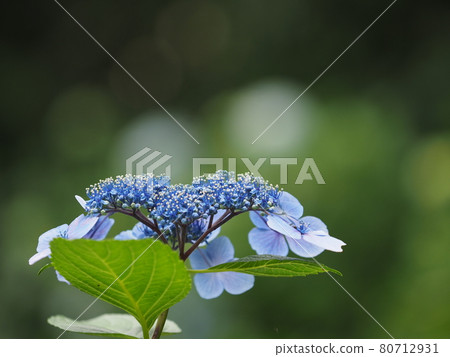 hydrangea hydrangea 80712931
