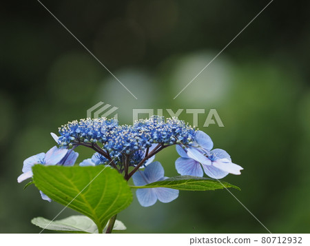 hydrangea hydrangea 80712932