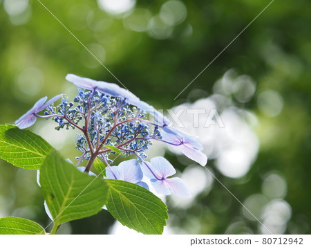 繡球 繡球 80712942