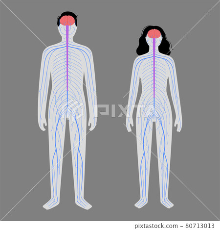 Human nervous system 80713013
