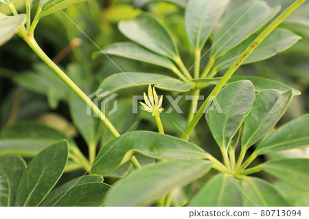 Tiny new growth leaves on a dwarf umbrella tree 80713094