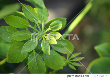 Tiny new growth leaves on a dwarf umbrella tree Tiny new growth leaves on a dwarf umbrella tree 80713096