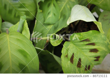 Closeup of the dark spots on a prayer plant 80713111