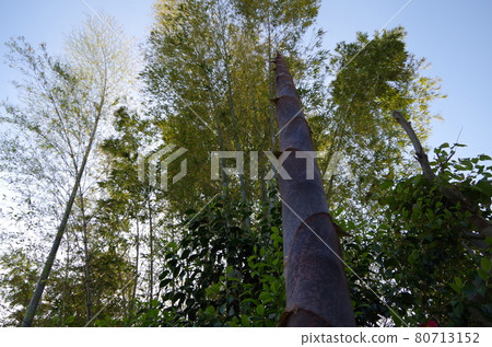 Bamboo shoots that have grown high Bamboo shoots that have grown high 80713152
