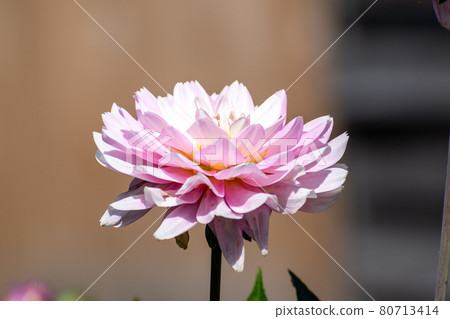 Pink Dahlia 80713414