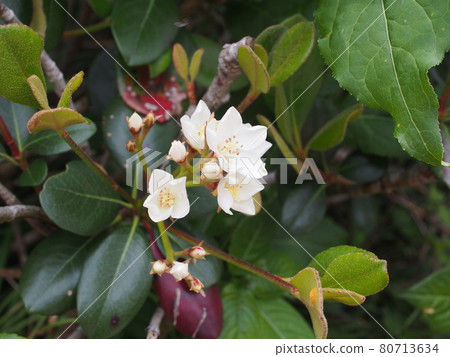 Marubasharinbai Marubasharinbai 80713634