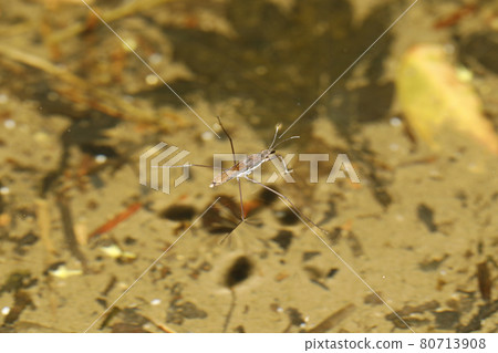 紅水黽 紅水黽 80713908