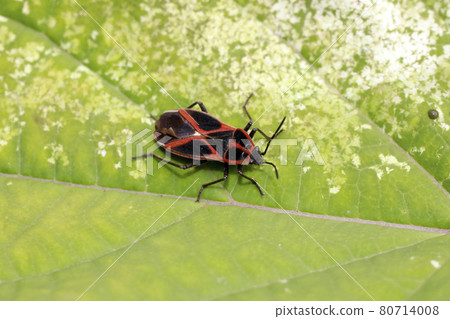 Chauliops fallax Chauliops fallax 80714008