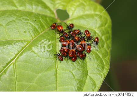Larva of Chauliops fallax 80714025