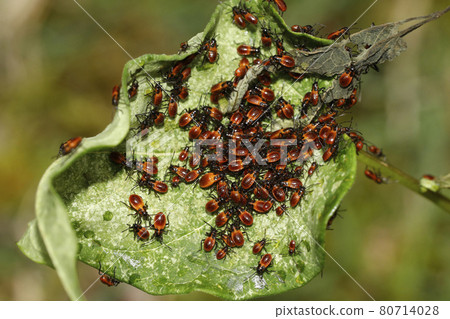 Larva of Chauliops fallax 80714028