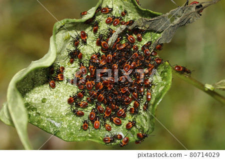 Larva of Chauliops fallax Larva of Chauliops fallax 80714029