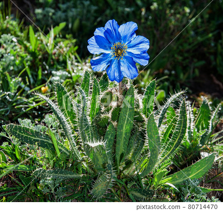 Blue poppy blooming in Ishidori prefecture, northwestern Sichuan, China Meconopsis lachemosa Blue poppy blooming in Ishidori prefecture, northwestern Sichuan, China Meconopsis lachemosa 80714470