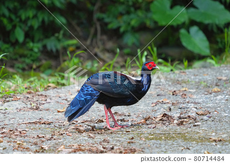 Male adult Svensson's Pheasant (Lophura swinhoii) Male adult Svensson's Pheasant (Lophura swinhoii) 80714484