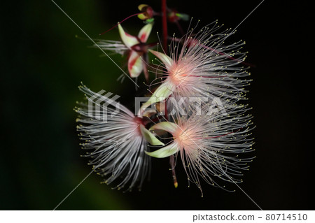 Barringtonia racemosa or powder puff tree flower at night. 80714510