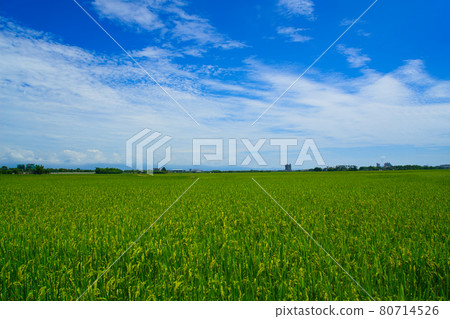 A large green rice field with yellow spikes. House in the distance A large green rice field with yellow spikes. House in the distance 80714526