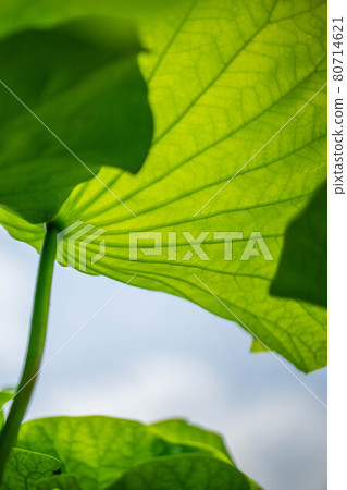 森川花蓮田 80714621