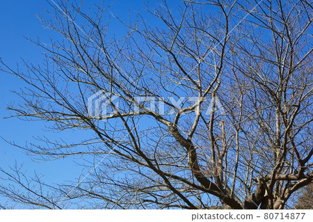 Blue sky and fallen cherry blossom branches 80714877