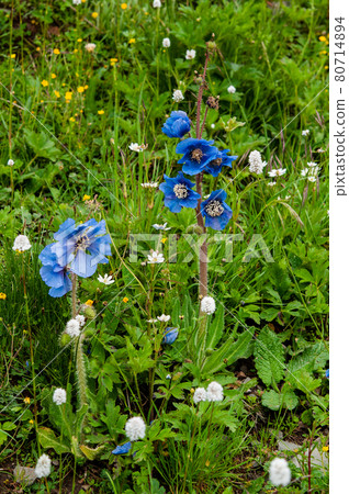 Meconopsis lachemosa, a blue poppy blooming on the Tokubayama Pass in the southeastern part of Qinghai Province, China 80714894