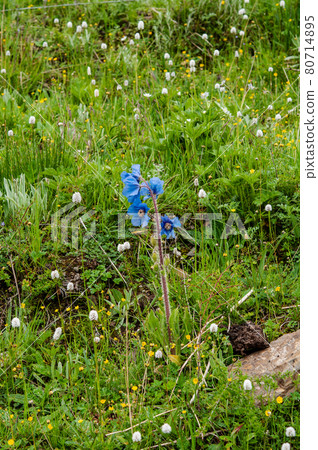 Meconopsis lachemosa,一種盛開在中國青海省東南部德馬山山口的藍罌粟 Meconopsis lachemosa,一種盛開在中國青海省東南部德馬山山口的藍罌粟 80714895