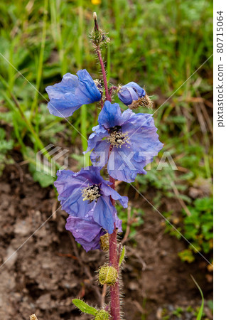 Meconopsis lachemosa，一種盛開在中國青海省東南部德馬山山口的藍罌粟 80715064