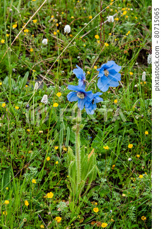 Meconopsis lachemosa，一種盛開在中國青海省東南部德馬山山口的藍罌粟 80715065