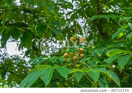 Horse chestnut Horse chestnut 80715154