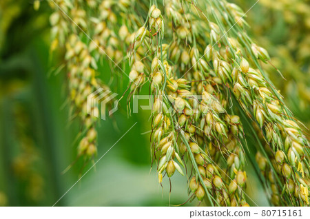 Millet ears 80715161