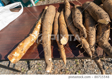 Freshly harvested cassava potatoes 80715548
