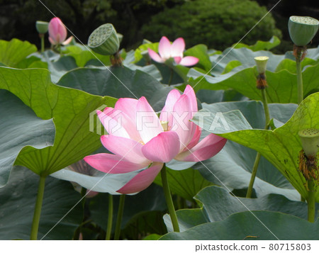 今年的千葉公園ogahasu賞花 照片素材 圖片 圖庫