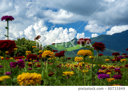 山中湖村花城公園盛開的大麗花和高座山的夏季積雨雲 山中湖村花城公園盛開的大麗花和高座山的夏季積雨雲 80715849