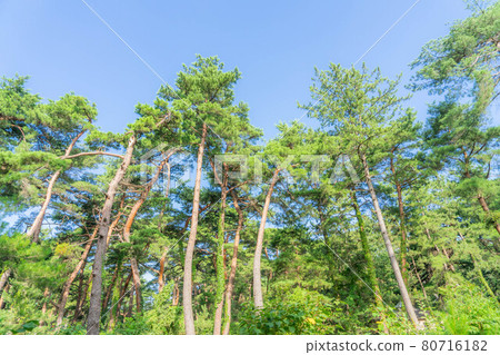 Shiribetsu的松原 Shiribetsu的松原 80716182