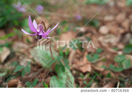 Beautiful purple erythronium flowers blooming in spring Beautiful purple erythronium flowers blooming in spring 80716368