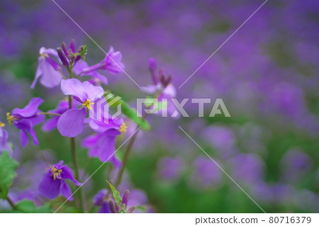 開花在春天的美麗的紫色erythronium花 開花在春天的美麗的紫色erythronium花 80716379