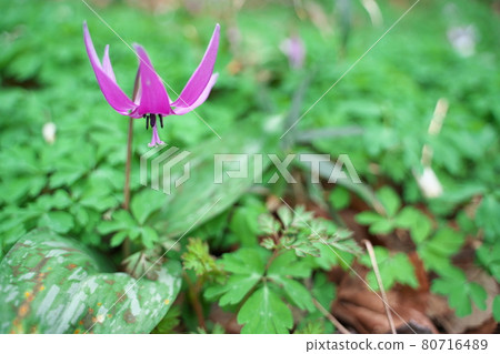 開花在春天的美麗的紫色erythronium花 80716489