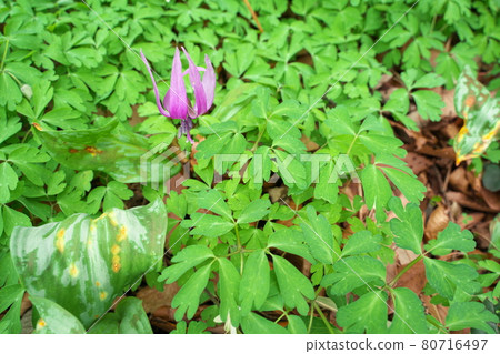 Beautiful purple erythronium flowers blooming in spring 80716497