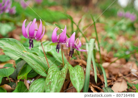 Beautiful purple erythronium flowers blooming in spring Beautiful purple erythronium flowers blooming in spring 80716498