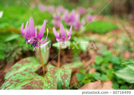 Beautiful purple erythronium flowers blooming in spring 80716499